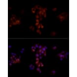 Immunofluorescence - Anti-Aldose reductase Antibody (A13594) - Antibodies.com