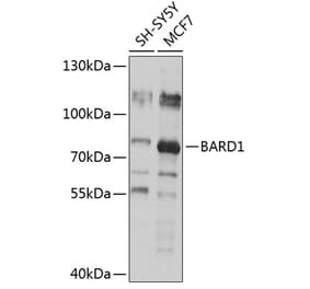 Western Blot - Anti-BARD1 Antibody (A13595) - Antibodies.com