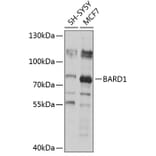 Western Blot - Anti-BARD1 Antibody (A13595) - Antibodies.com
