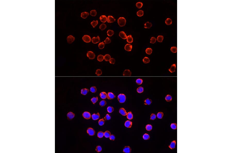 Immunofluorescence - Anti-TSG101 Antibody (A13598) - Antibodies.com