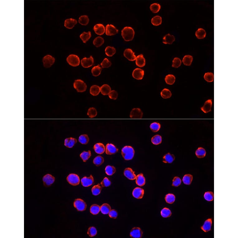 Immunofluorescence - Anti-TSG101 Antibody (A13598) - Antibodies.com