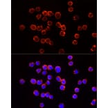 Immunofluorescence - Anti-TSG101 Antibody (A13598) - Antibodies.com