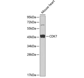Western Blot - Anti-Cdk7 Antibody (A13599) - Antibodies.com