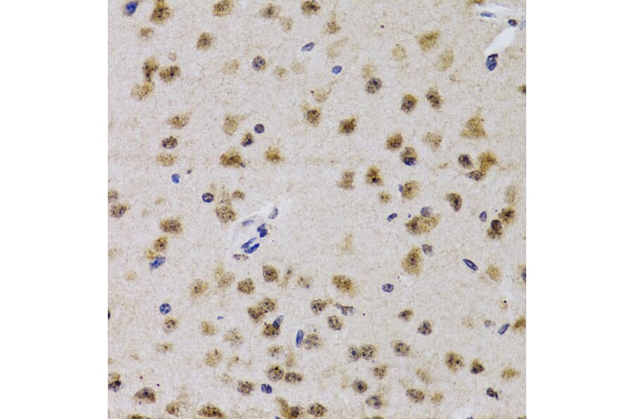 Immunohistochemistry - Anti-Cdk7 Antibody (A13599) - Antibodies.com