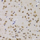 Immunohistochemistry - Anti-Cdk7 Antibody (A13599) - Antibodies.com