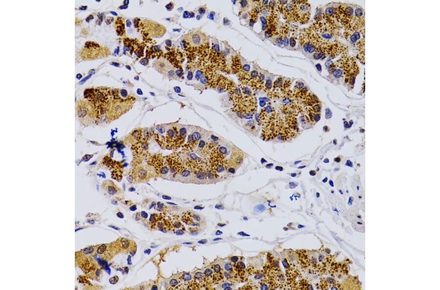Immunohistochemistry - Anti-Cdk7 Antibody (A13599) - Antibodies.com