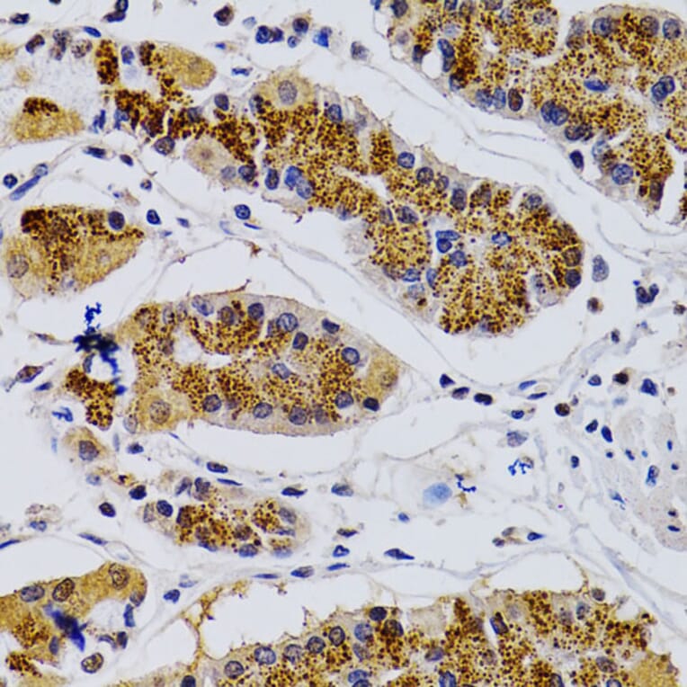 Immunohistochemistry - Anti-Cdk7 Antibody (A13599) - Antibodies.com