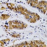 Immunohistochemistry - Anti-Cdk7 Antibody (A13599) - Antibodies.com