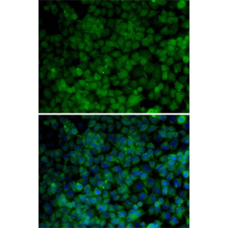 Immunofluorescence - Anti-Cdk7 Antibody (A13599) - Antibodies.com