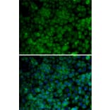 Immunofluorescence - Anti-Cdk7 Antibody (A13599) - Antibodies.com