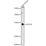Western Blot - Anti-HBEGF/DTR Antibody (A13600) - Antibodies.com