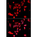 Immunofluorescence - Anti-MAD2L1 Antibody (A1699) - Antibodies.com