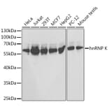 Western Blot - Anti-hnRNP K Antibody (A13603) - Antibodies.com