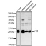 Western Blot - Anti-CD9 Antibody (A13604) - Antibodies.com