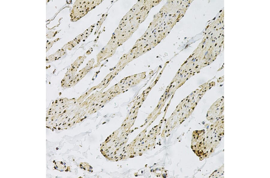 Immunohistochemistry - Anti-CD9 Antibody (A13604) - Antibodies.com