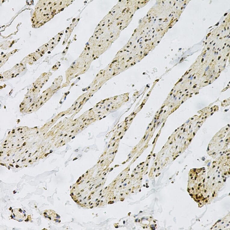 Immunohistochemistry - Anti-CD9 Antibody (A13604) - Antibodies.com