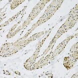 Immunohistochemistry - Anti-CD9 Antibody (A13604) - Antibodies.com