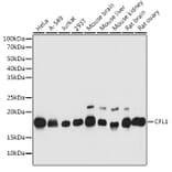Western Blot - Anti-Cofilin Antibody (A13605) - Antibodies.com