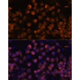 Immunofluorescence - Anti-Complement factor B Antibody (A13606) - Antibodies.com