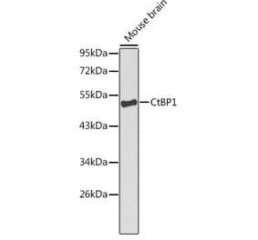Western Blot - Anti-CtBP1 Antibody (A13607) - Antibodies.com