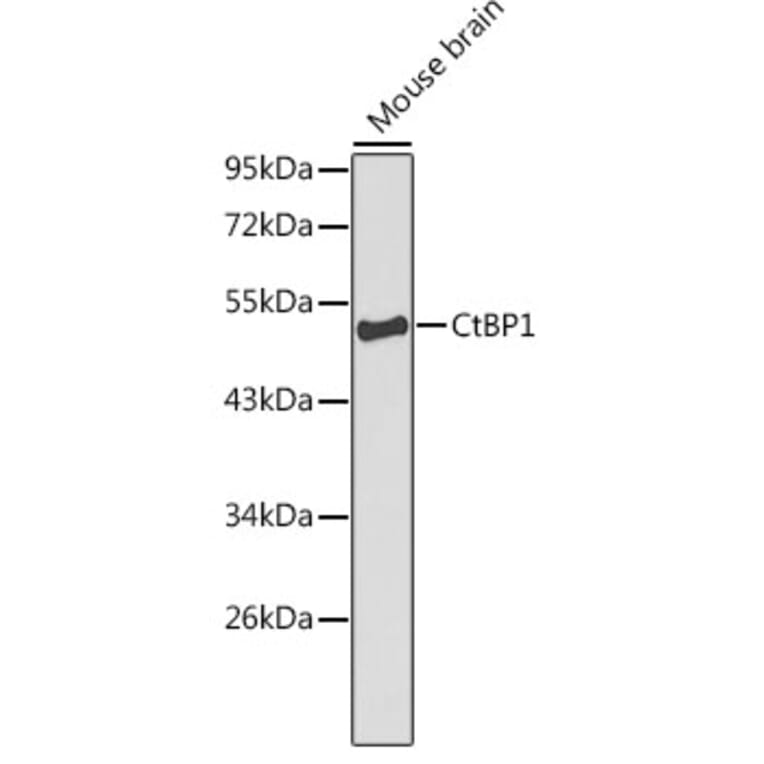 Western Blot - Anti-CtBP1 Antibody (A13607) - Antibodies.com