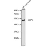 Western Blot - Anti-CtBP1 Antibody (A13607) - Antibodies.com