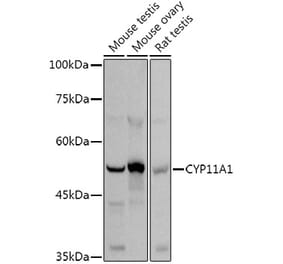 Western Blot - Anti-CYP11A1 Antibody (A13608) - Antibodies.com