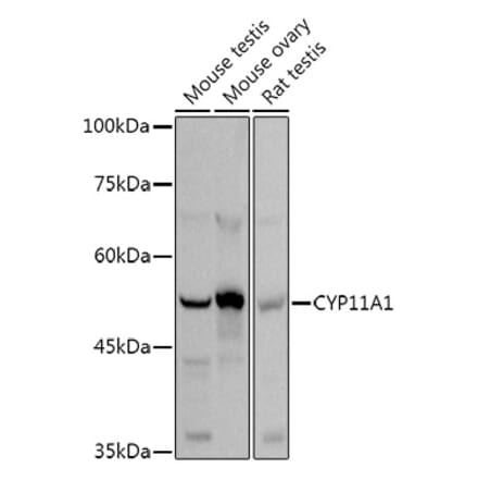 Western Blot - Anti-CYP11A1 Antibody (A13608) - Antibodies.com