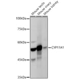 Western Blot - Anti-CYP11A1 Antibody (A13608) - Antibodies.com