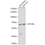 Western Blot - Anti-CYP27B1 Antibody (A13610) - Antibodies.com