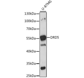 Western Blot - Anti-DRD5 Antibody (A13612) - Antibodies.com