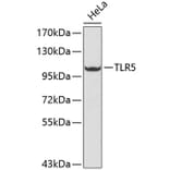 Western Blot - Anti-TLR5 Antibody (A13614) - Antibodies.com
