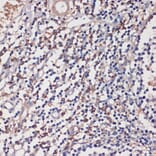 Immunohistochemistry - Anti-TLR5 Antibody (A13614) - Antibodies.com