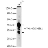 Western Blot - Anti-YKL-40/CHI3L1 Antibody (A13616) - Antibodies.com