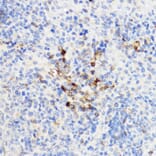 Immunohistochemistry - Anti-YKL-40/CHI3L1 Antibody (A13616) - Antibodies.com