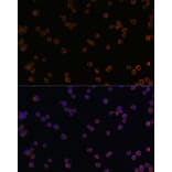 Immunofluorescence - Anti-YKL-40/CHI3L1 Antibody (A13616) - Antibodies.com