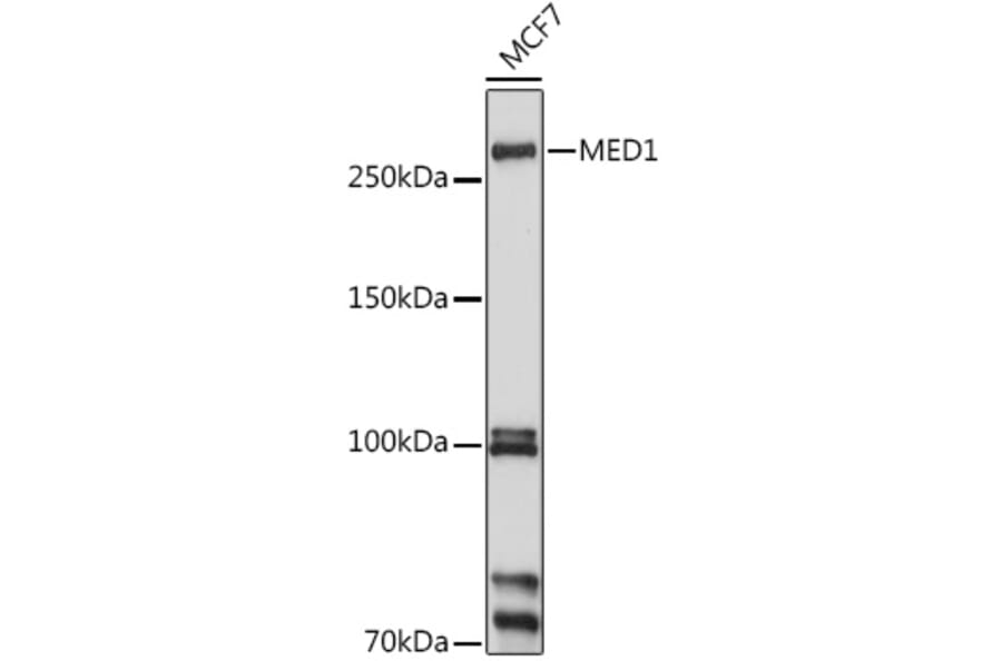 Western Blot - Anti-TRAP220/MED1 Antibody (A13617) - Antibodies.com