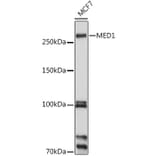 Western Blot - Anti-TRAP220/MED1 Antibody (A13617) - Antibodies.com