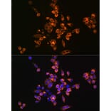 Immunofluorescence - Anti-Annexin V/ANXA5 Antibody (A13619) - Antibodies.com