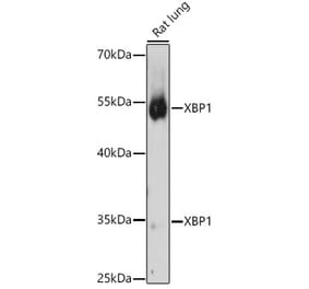 Western Blot - Anti-XBP1 Antibody (A13620) - Antibodies.com