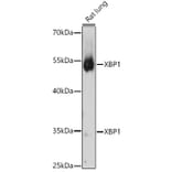 Western Blot - Anti-XBP1 Antibody (A13620) - Antibodies.com