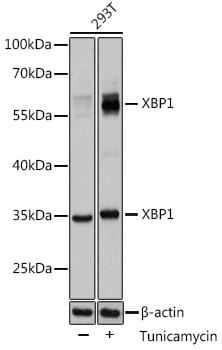 A13620_2.jpg