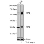 Western Blot - Anti-XBP1 Antibody (A13620) - Antibodies.com