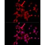 Immunofluorescence - Anti-XBP1 Antibody (A13620) - Antibodies.com