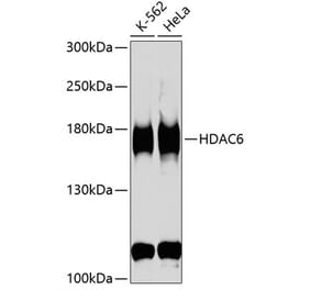 Western Blot - Anti-HDAC6 Antibody (A13621) - Antibodies.com