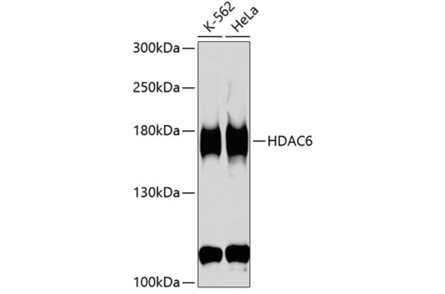 Western Blot - Anti-HDAC6 Antibody (A13621) - Antibodies.com