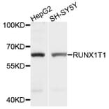 Western Blot - Anti-RUNX1T1 Antibody (A1737) - Antibodies.com