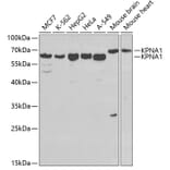 Western Blot - Anti-KPNA1 Antibody (A13627) - Antibodies.com