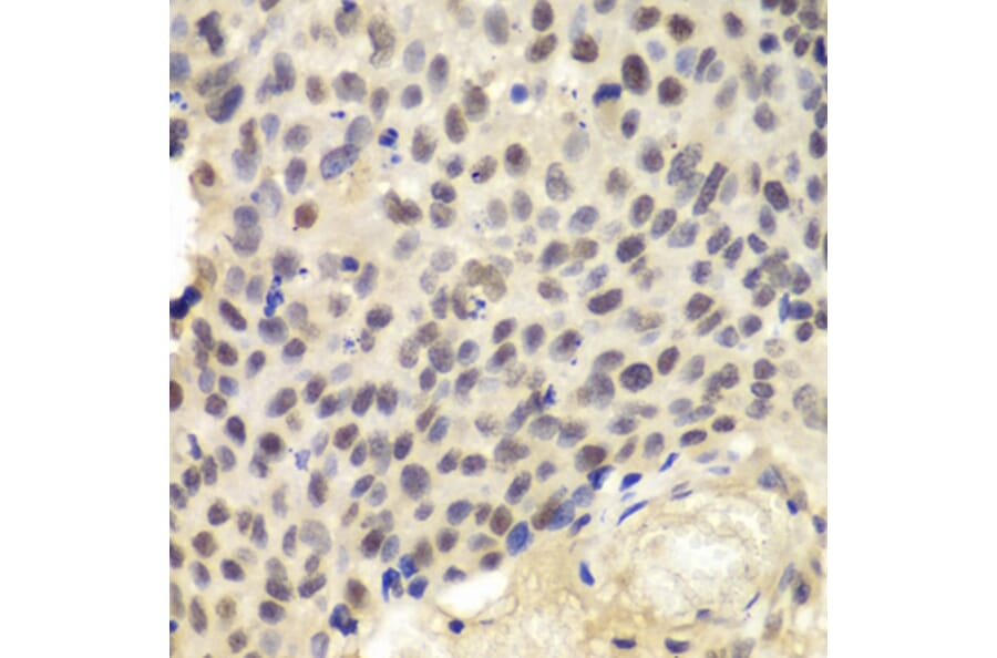 Immunohistochemistry - Anti-KPNA1 Antibody (A13627) - Antibodies.com