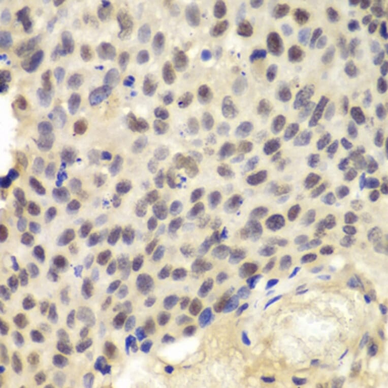 Immunohistochemistry - Anti-KPNA1 Antibody (A13627) - Antibodies.com